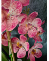 Artificial Plant Orchid Vanda Pink H60cm NKoop EEG