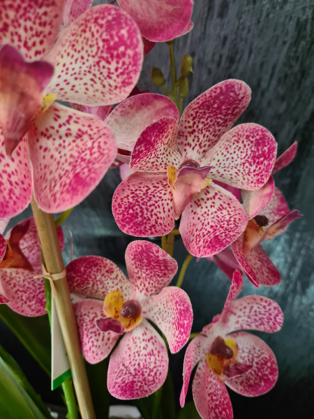 Artificial Plant Orchid Vanda Pink H60cm NKoop EEG