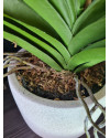 Artificial Plant Orchid Vanda Pink H60cm NKoop EEG