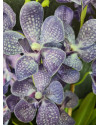 Artificial Plant Orchid Vanda Violet H60cm NKoop EEG