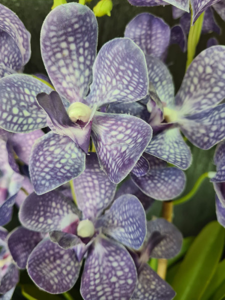 Artificial Plant Orchid Vanda Violet H60cm NKoop EEG