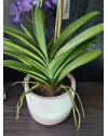 Artificial Plant Orchid Vanda Violet H60cm NKoop EEG