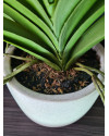 Artificial Plant Orchid Vanda Violet H60cm NKoop EEG