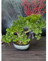 Искусственная Сосна Бонсай мини H26cm NKoop FW