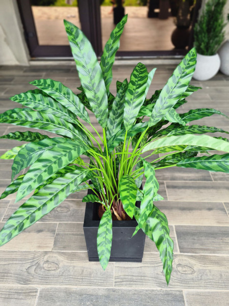 Искусственная Калатея Инсигне H84cm NKoop FW