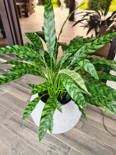 Искусственная Калатея Инсигне H84cm NKoop FW