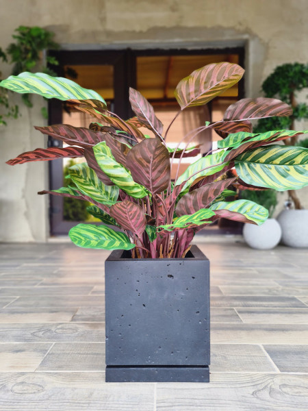 Искусственное растение Калатея красная H78cm NKoop FW