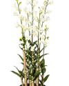 Artificial Plant Orchid Dendrobidium White H132cm NKoop FW