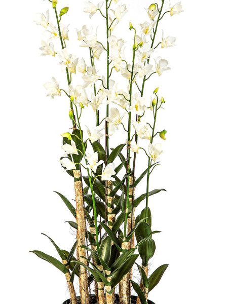 Artificial Plant Orchid Dendrobidium White H132cm NKoop FW