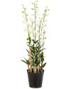 Artificial Plant Orchid Dendrobidium White H132cm NKoop FW