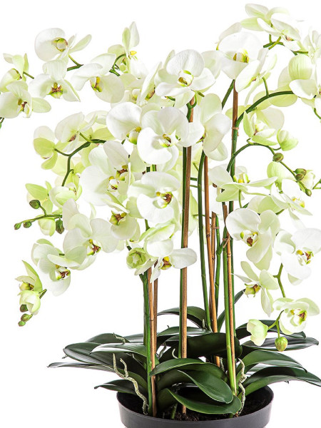 Artificial Plant Orchid Phalaenopsis de Luxe Cream H85cm NKoop FW