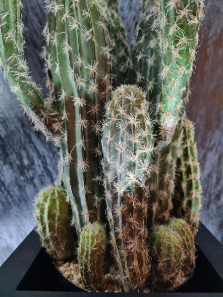 Искусственное растение Кактус колонновидный H76cm NKoop FW