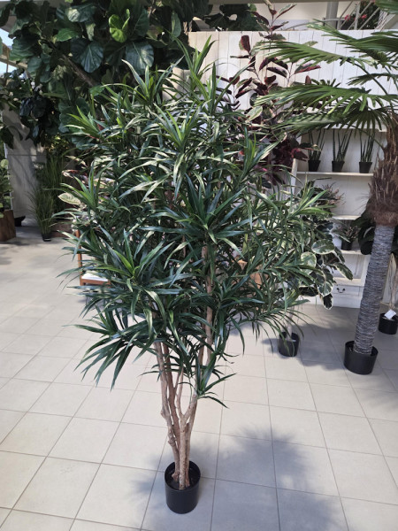 Artificial Plant Dracaena Anita H180cm NKoop FW