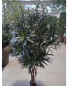 Artificial Plant Dracaena Anita H180cm NKoop FW