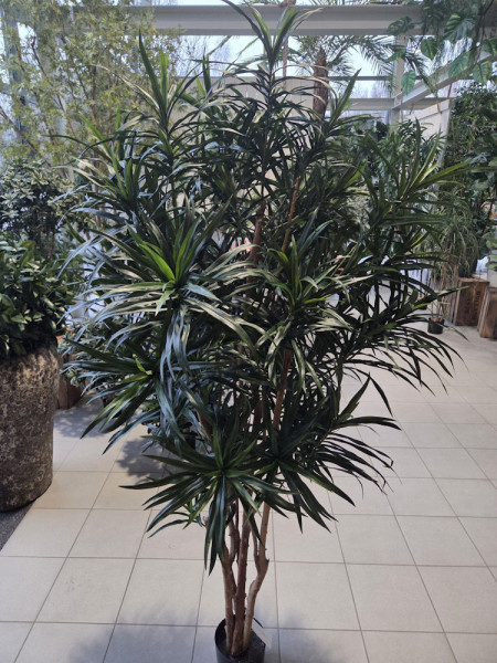 Artificial Plant Dracaena Anita H180cm NKoop FW