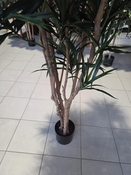 Artificial Plant Dracaena Anita H180cm NKoop FW