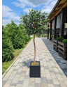 Искусственное Оливковое дерево H140cm NKoop FW