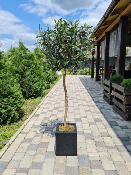 Искусственное Оливковое дерево H140cm NKoop FW