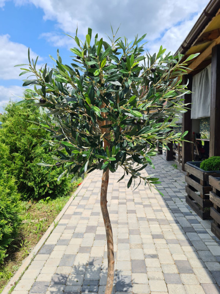 Искусственное Оливковое дерево H140cm NKoop FW