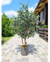Искусственное Оливковое дерево H120cm NKoop FW