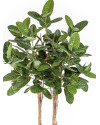Artificial Plant Ficus Audrey Tree H200cm NKoop FW