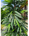 Artificial Plant Longifolia De Luxe Tree H180cm NKoop FW