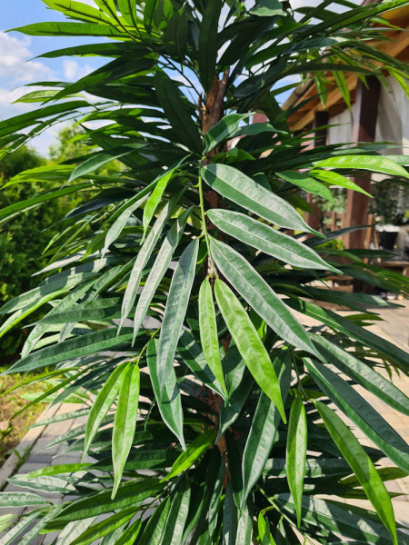 Artificial Plant Longifolia De Luxe Tree H180cm NKoop FW