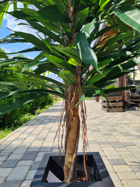 Artificial Plant Longifolia De Luxe Tree H180cm NKoop FW
