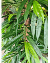 Artificial Plant Longifolia De Luxe Tree H180cm NKoop FW