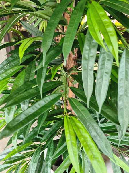 Artificial Plant Longifolia De Luxe Tree H180cm NKoop FW