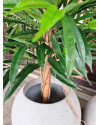 Artificial Plant Longifolia De Luxe Tree H180cm NKoop FW