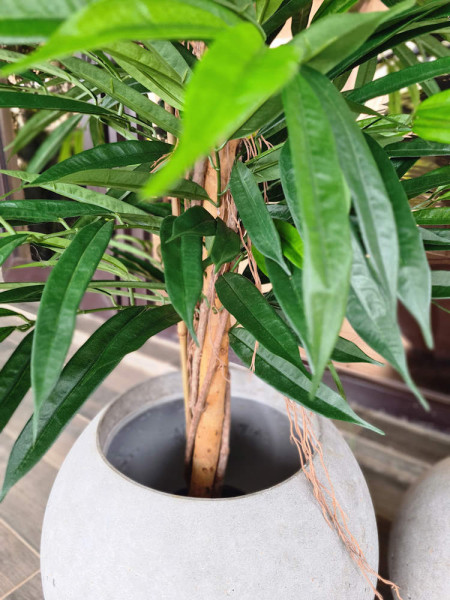 Artificial Plant Longifolia De Luxe Tree H180cm NKoop FW