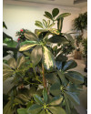 Artificial Plant Schefflera Column variegated H180cm NKoop FW