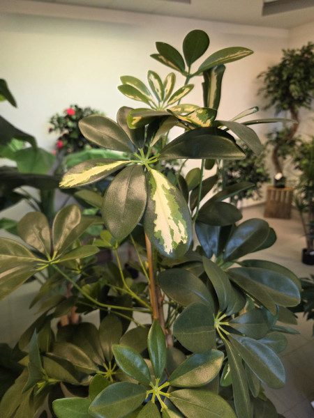 Artificial Plant Schefflera Column variegated H180cm NKoop FW