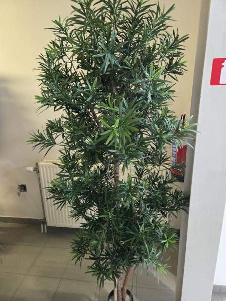 Искусственное растение Podocarpus Reflexa / Подокарпус H150cm NKoop FW