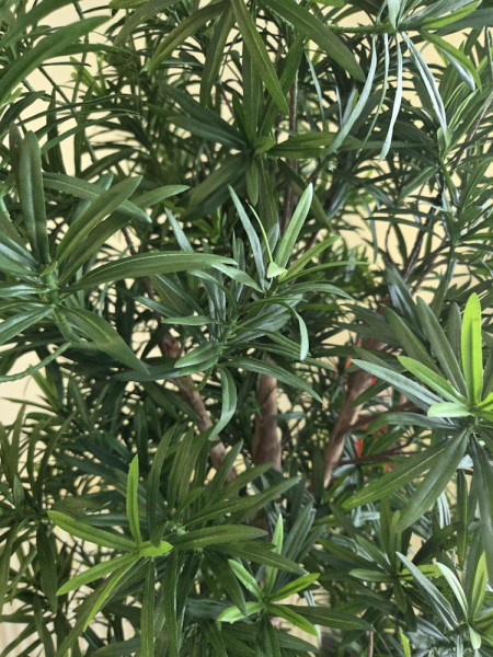 Искусственное растение Podocarpus Reflexa / Подокарпус H150cm NKoop FW