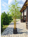 Искусственное растение Bamboo Japanese / Бамбук Японский H180cm NKoop EEG