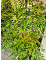 Искусственное растение Bamboo Japanese / Бамбук Японский H180cm NKoop EEG