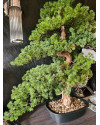 Искусственная Сосна Бонсай мини H68cm NKoop FW
