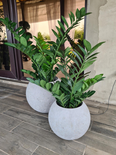 Искусственный Замиокулькас изумрудный H65cm NKoop FW