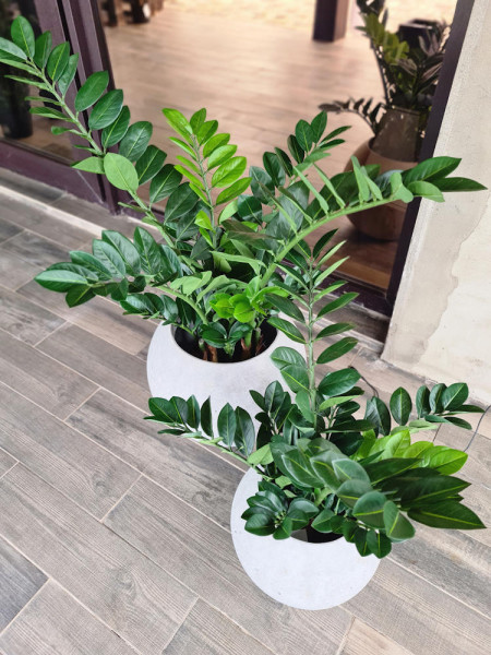 Искусственный Замиокулькас изумрудный H65cm NKoop FW