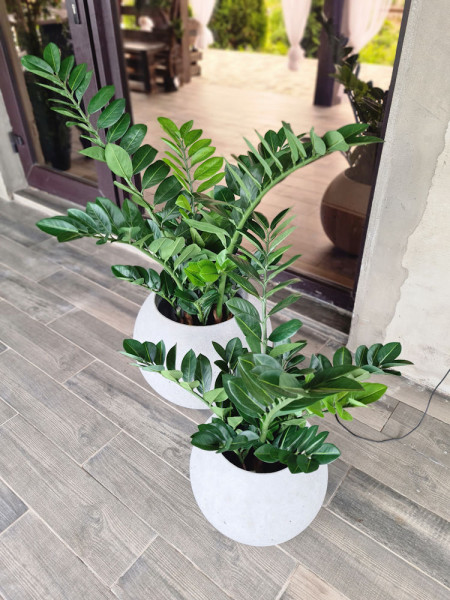 Искусственный Замиокулькас изумрудный H65cm NKoop FW