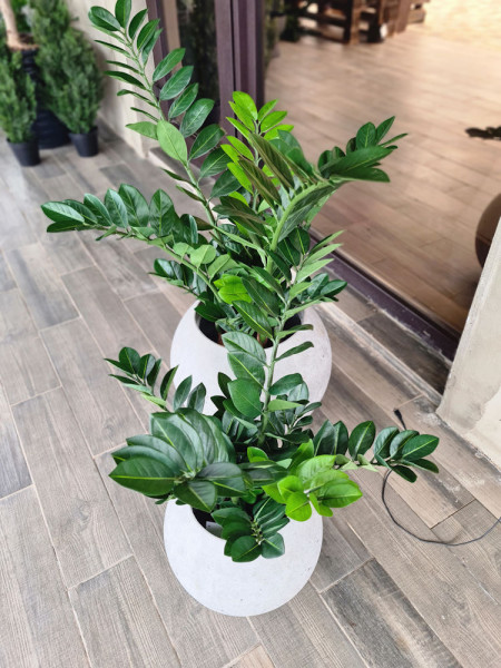 Искусственный Замиокулькас изумрудный H65cm NKoop FW