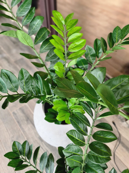 Искусственный Замиокулькас изумрудный H65cm NKoop FW
