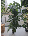 Искусственное растение Monstera Deliciosa Column / Монстера Делициоза H190cm NKoop FW