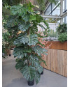 Искусственное растение Monstera Deliciosa Column / Монстера Делициоза H190cm NKoop FW