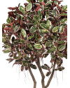 Искусственное дерево Фикус Эластика Red Ruby H295cm NKoop FW