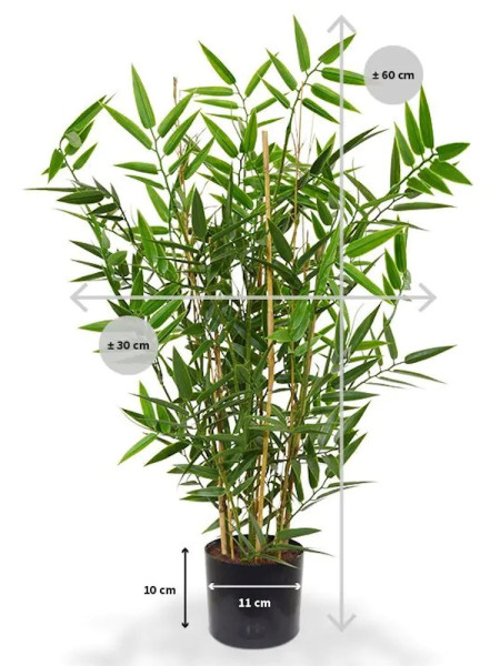 Artificial Japanese Bamboo Plant H60cm NKoop DP