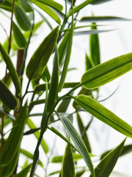 Artificial Japanese Bamboo Plant H60cm NKoop DP
