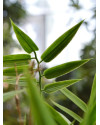 Artificial Japanese Bamboo Plant H60cm NKoop DP
